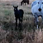MY IRONS ARE HOTTER - Colt (Owner Breakoday Quarter Horses)